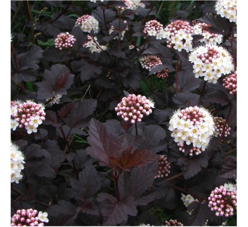 Міхуроплiдник калинолистий Дияболо (Physocarpus opulifolius Diabоlo)